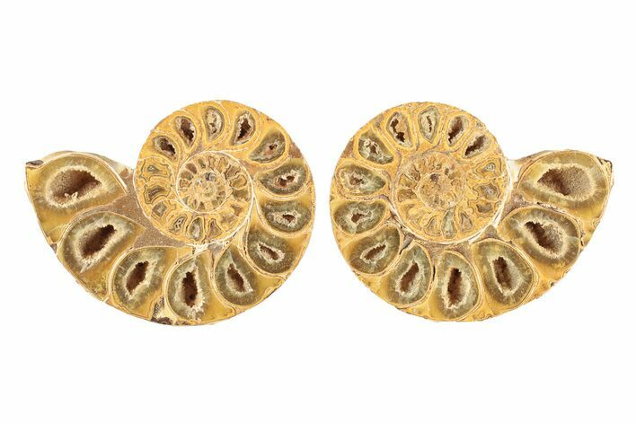 Jurassic Cut & Polished Ammonite Fossil - Madagascar #239361